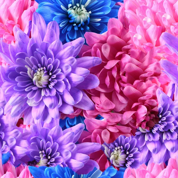 Textura Inconsútil Ramo Papel Pintado Flor Crisantemo Rosa Azul Púrpura — Foto de Stock