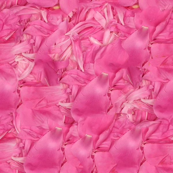 Textura Sem Costura Papel Parede Peônias Rosa Cores Pastel Close — Fotografia de Stock