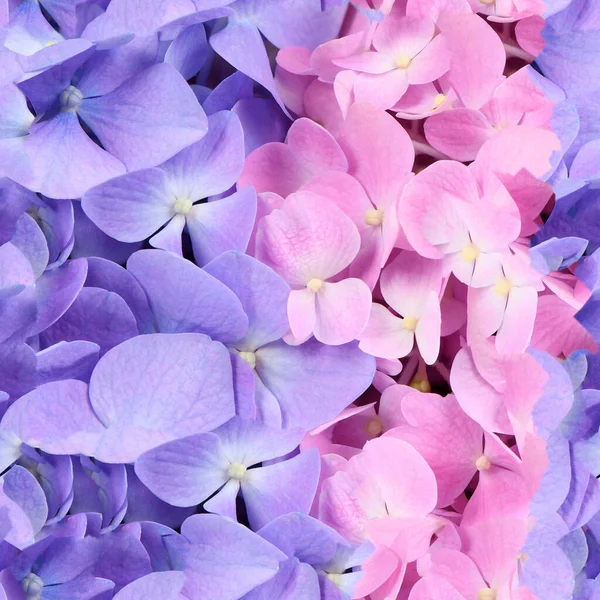 Textura Fără Sudură Sau Tapet Fundal Hortensie Flori Roz Albastru — Fotografie, imagine de stoc