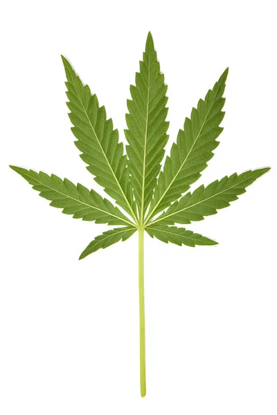 Cannabis Leave Marijuana Isolated White Background High Resolution Photo Full — Photo