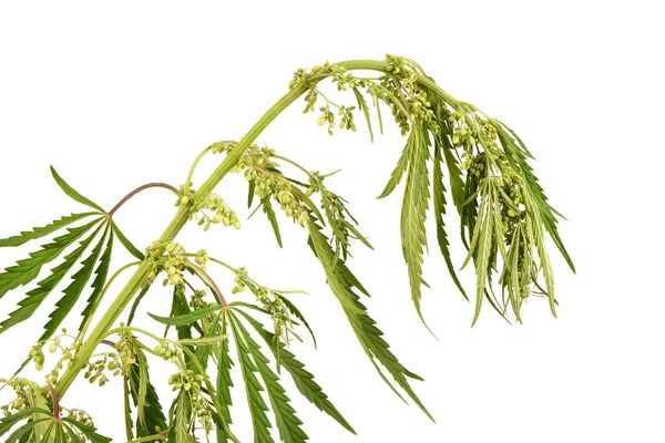Cannabis Blommor Sidovy Isolerad Vitt Extrem Närbild Högupplöst Foto Fullständigt — Stockfoto