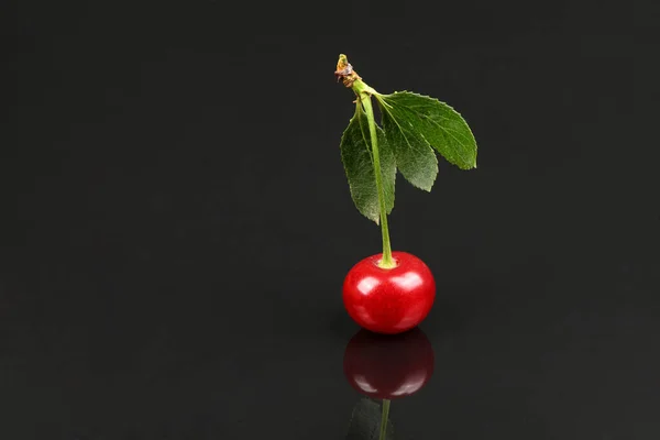 Cherry Green Leaf Isolated Black Background Side View Extrem Close — Stock fotografie