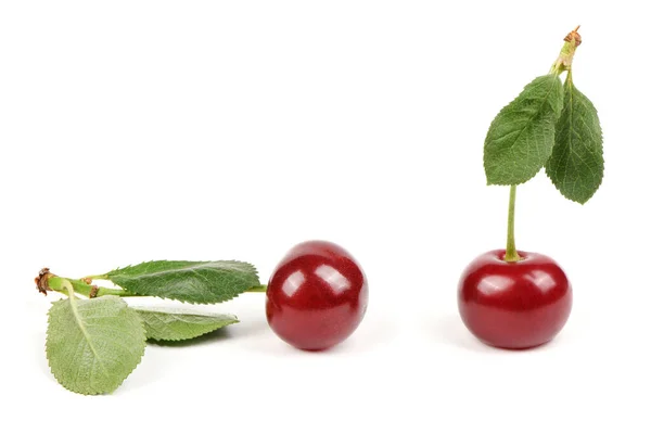 Collection Cherries Green Leaf Isolated White Background Side View Extrem — Zdjęcie stockowe