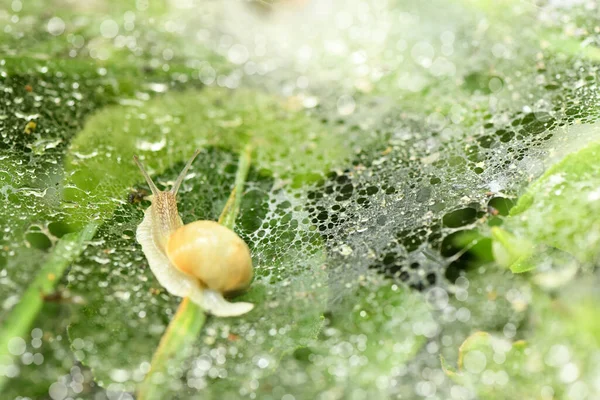 Snail Web Drops Morning Dew Side View High Resolution Photo — Stock Photo, Image