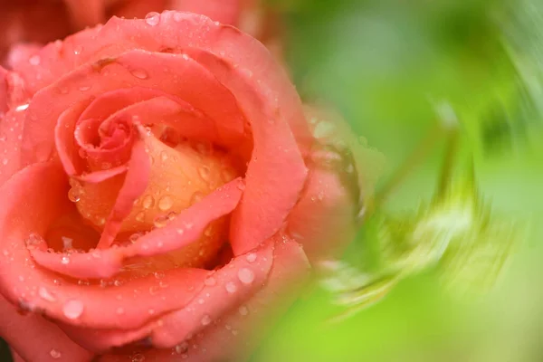 Floare Trandafir Roz Rezumat Estompat Fundal Festiv Spațiu Liber Pentru — Fotografie, imagine de stoc
