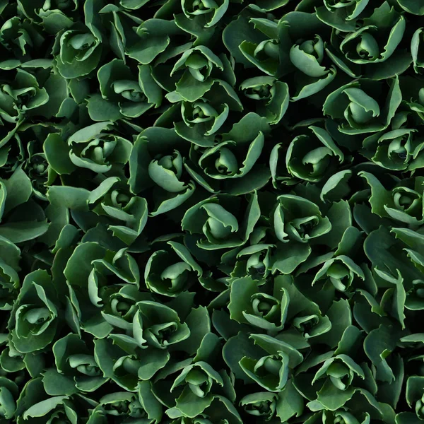 Seamless Texture Wallpaper Young Sedum Leaves Spring Natural Background Sedum — Stock Photo, Image