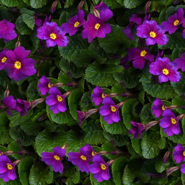 Seamless texture or wallpaper,  Violet violets flowers bloom in the spring forest. High resolution. Full depth of field