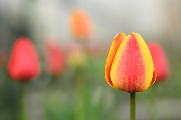 Oöppnad Knopp Ung Tulpan Trädgårdsodling Och Blomsterodling Högupplöst Foto Selektivt — Stockfoto
