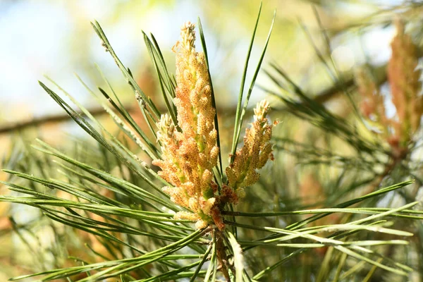 Yellow Pollen New Pine Blossom Yellow Pine Cones Coniferous Tree — Stockfoto