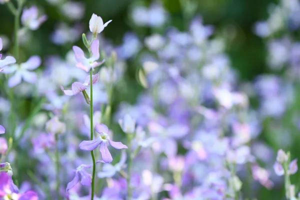 stock image Mattiola pink. Wild orchid. The concept of gardening, gardening, hobby, with their hands, growing flowers.  High resolution photo. Selective focus.