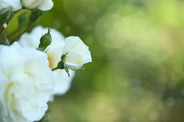 Цветки Розы Waterlooo Белого Цвета Саду Идея Открыток Поздравлений Приглашений — стоковое фото