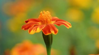 Kadife çiçekleri rüzgarda sallanıyor. Marigold çiçeklerini yakından çek. Yan görüş. 4K UHD video görüntüsü 3840X2160.