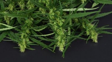 Siyah soyut bir arka planda kenevir dalı. Yan görüş. 4K UHD video görüntüsü 3840X2160.