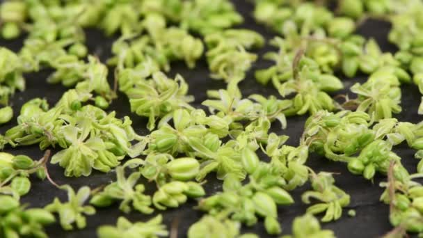 Sok Kannabisz Virág Fekete Háttérrel Jobbról Balra Haladva Oldalnézetből Uhd — Stock videók