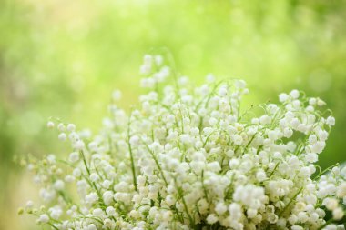 Vadideki çiçeklerin zambağı. Vadinin çiçekli zambakları ile doğal arka plan. Yüksek çözünürlüklü. Seçici odak.