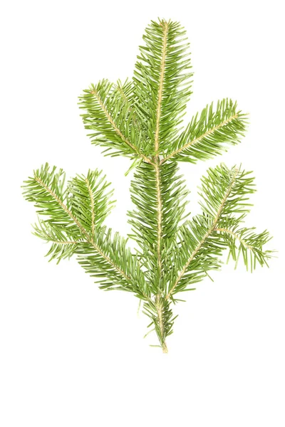 Spruce Branch Isolated White Background High Resolution Photo Full Depth — Stock Photo, Image