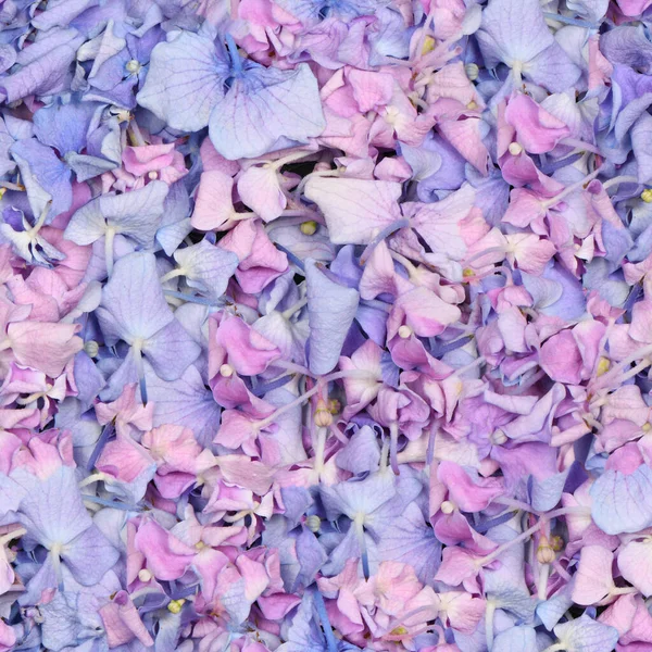 Sömlös Textur Eller Tapet Rosa Och Blå Blomma Hortensia Bakgrund — Stockfoto