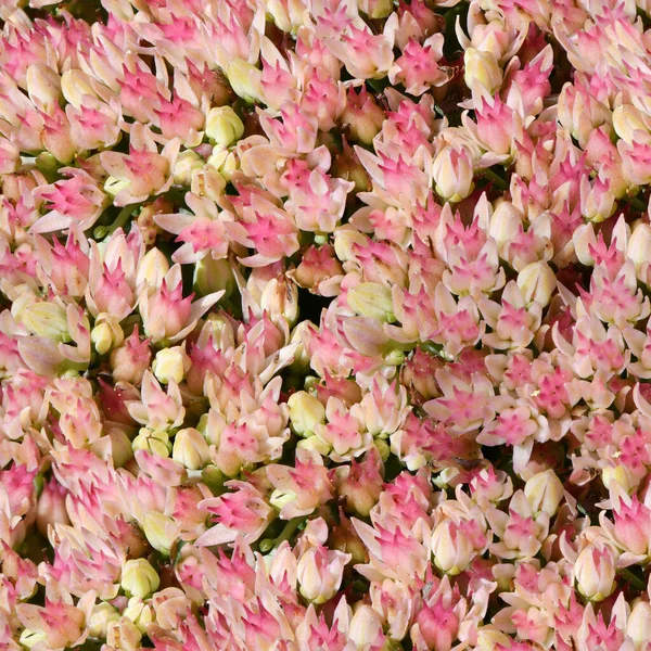 Textura Fondo Pantalla Sin Costuras Muchas Flores Rosadas Delicadas Sedum —  Fotos de Stock