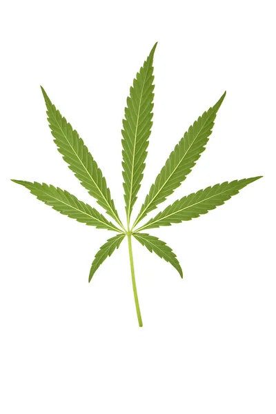 Cannabis Leave Marijuana Isolated White Background High Resolution Photo Full — Stock Photo, Image