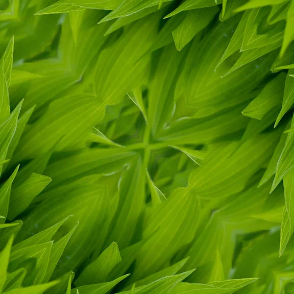 Seamless Texture Wallpaper Young Hosta Leaves Spring Natural Background Hosta — Stock Photo, Image