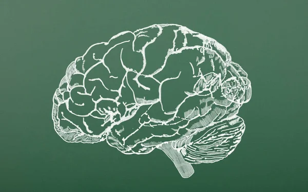 Human brain scheme vintage for Education or Science. Detailed mind map typography with human brain divided in physiological sectors. Chalk drawing on blackboard background.
