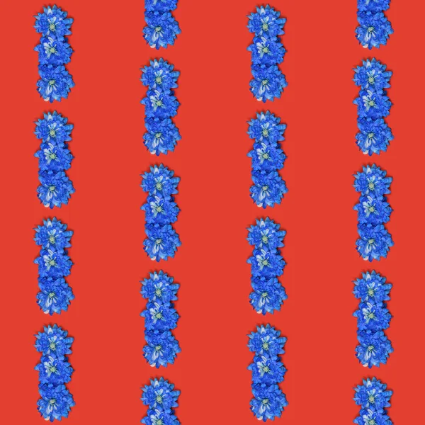 Seamless pattern. Blue chrysanthemum flower (Chrysanthemum indicum) isolated on red background. High resolution pattern. Full depth of field.
