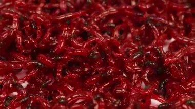 Balık tutmak için bir sürü kan kurdu yemi. Kan Solucanı Aşırı yakın çekim. Makro video. Balık tutmak için başlık. Yan görüş. Döngü hareketi. Rotasyon 360. 4K UHD video görüntüsü 3840X2160.