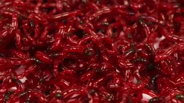 Grămadă Momeală Viermi Sânge Pentru Pescuit Bloodworm Extremal Close Macro — Videoclip de stoc