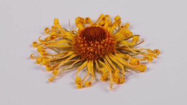 Papatya çiçeği. Papatya çayı aşırı yakın çekim. Makro video. Yan görüş. Döngü hareketi. Rotasyon 360. 4K UHD video görüntüsü 3840X2160.