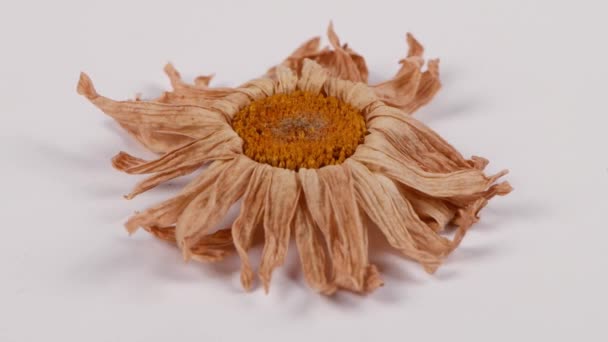 Suchy Kwiat Rumianku Rumianek Ekstremalne Zbliżenie Makro Wideo Widok Boku — Wideo stockowe