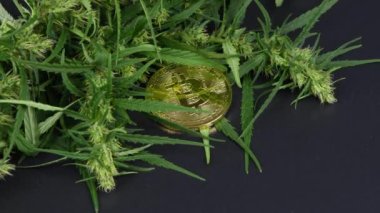 Bitcoin ve kenevir yaprakları beyaz arka planda. Yan görüş. Döngü hareketi. Rotasyon 360. 4K UHD video görüntüsü 3840X2160.