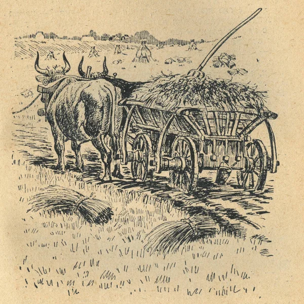 この本のイラストはBohdan Khmelnytskyi Starytskyiです Circa 1647 ライ麦畑で干し草で給餌する 干し草の中からピッチフォークが出てくる — ストック写真