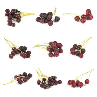 Nine berries of amelanchier or chuckley pear. High resolution photo. Full depth of field. clipart