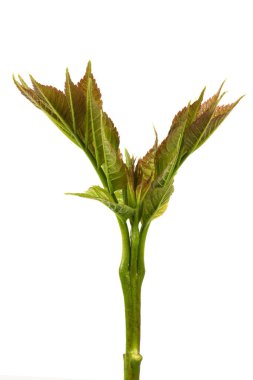 Genç kül yaprakları. Yaygın Kül Ağacı Yaprakları 'nı beyaz arka planda izole edin. Yüksek çözünürlüklü. Tam alan derinliği.