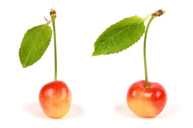 Light red sweet cherry with green leaves., side view isolated on white. Extrem close-up. High resolution photo. Full depth of field.