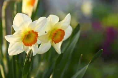 Sarı nergis çiçeği. Güneşli bir bahar bahçesinde nergisler. Yüksek çözünürlüklü. Seçici odak.