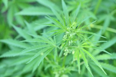 Young stems of cannabis with flowers. High resolution photo. Selective focus.