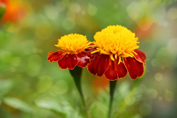 Blommor Marigolds Sidovy Högupplöst Foto Selektivt Fokus Grunt Skärpedjup — Stockfoto