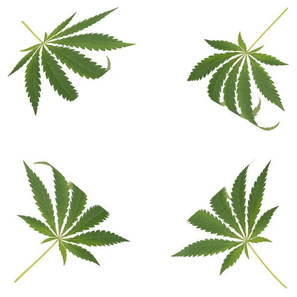 Quattro Foglie Canapa Negli Angoli Foglie Cannabis Ricurve Negli Angoli — Foto Stock