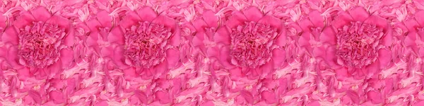 Seamless long banner, Pink peonies in pastel colors close-up. High resolution. Full depth of field