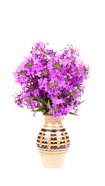Purple Dame Rocket Flowers Hesperis Matronalis Night Violet White Background — Vídeos de Stock