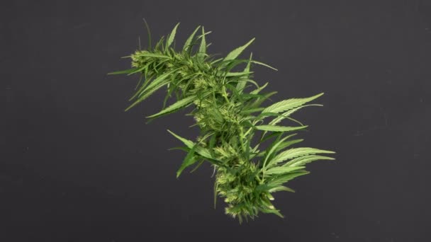 Foglia Cannabis Uno Sfondo Astratto Nero Vista Laterale Video Uhd — Video Stock