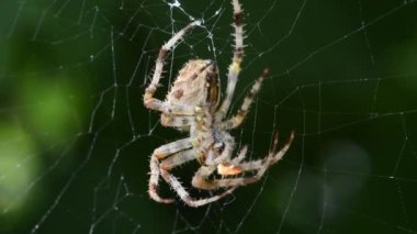 Ağ üzerinde koyu renkli Kahverengi Denizci Örümcek (Neoscona nautica). Yan görüş. 4K UHD video görüntüsü 3840X2160.