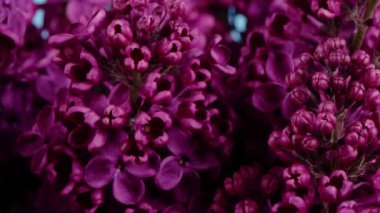 Bir demet leylak çiçeğinin zaman arkaplanı. Mor bir leylak çiçeğinin güzel bir açılışı. Aromatik küçük çiçeklerin güzelliği yakın planda ortaya çıkar. Yan görüş. 4K UHD video görüntüsü 3840X2160.