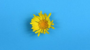 Zaman atlamalı sarı papatya çiçeği mavi arka planda izole edilmiş. Asgari doğa konsepti. Sarı papatya çiçeğinin güzel bir açılışı. Yavaş çekim 4K UHD video çekimi.