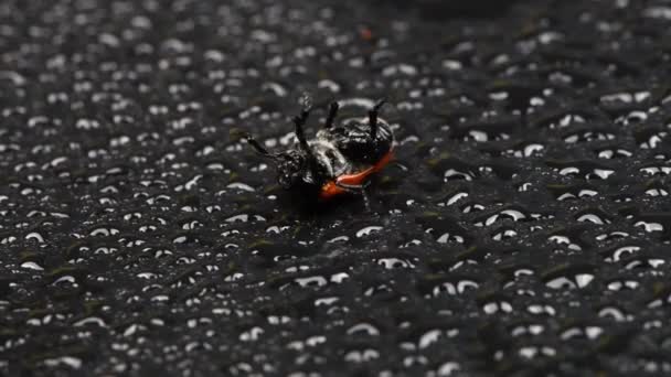 红百合花甲虫 百合花百合花 躺在一个黑色的丙烯酸背景上的水滴 甲虫正试图在爪子上打滚 侧视图 Uhd视频3840X2160 — 图库视频影像