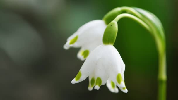 Fehér Hóvirág Ringatózik Szélben Tavaszi Háttér Tavaszi Hóvirág Kora Tavaszi — Stock videók
