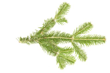 Spruce şubesi beyaz arka planda izole edilmiş. Yüksek çözünürlüklü. Tam alan derinliği. 