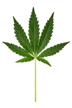 Cannabis leave, marijuana isolated on white background. High resolution photo. Full depth of field.