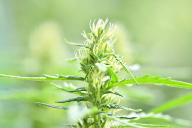 Esrar / marihuana bitkileri. Taze kenevir bitkisi. Yüksek çözünürlüklü. Seçici odaklanma. Sığ alan derinliği.